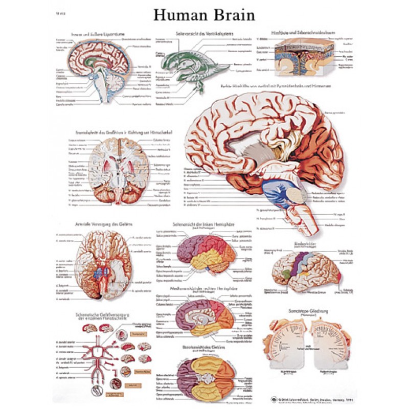 3B Scientific Anatomical Chart - Human Brain, Laminated | Herculife